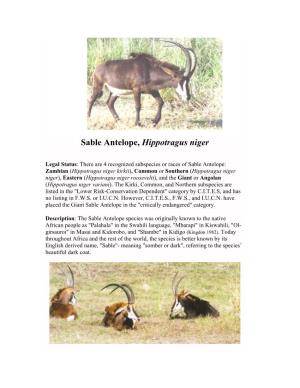 Sable Antelope, Hippotragus Niger
