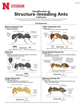 Structure-Invading Ants in Nebraska Clyde Ogg, Extension Educator | Shripat T