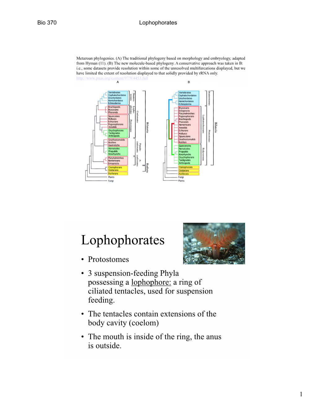 Lophophorates