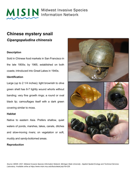 Chinese Mystery Snail Cipangopaludina Chinensis