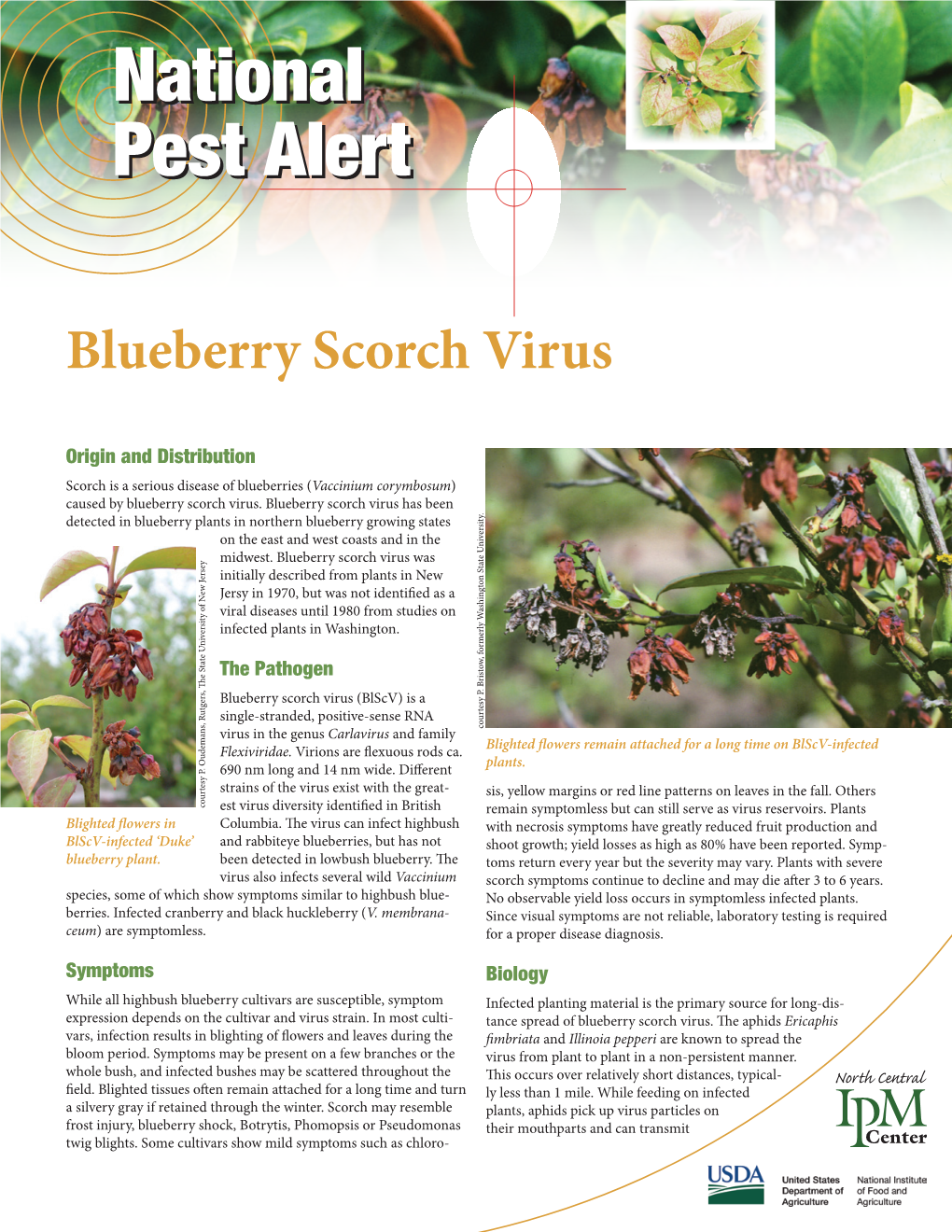 Blueberry Scorch Virus