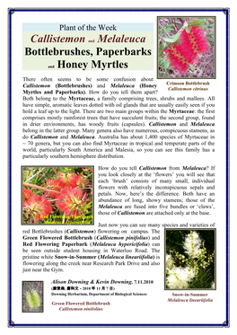 Callistemon and Melaleuca Bottlebrushes, Paperbarks And