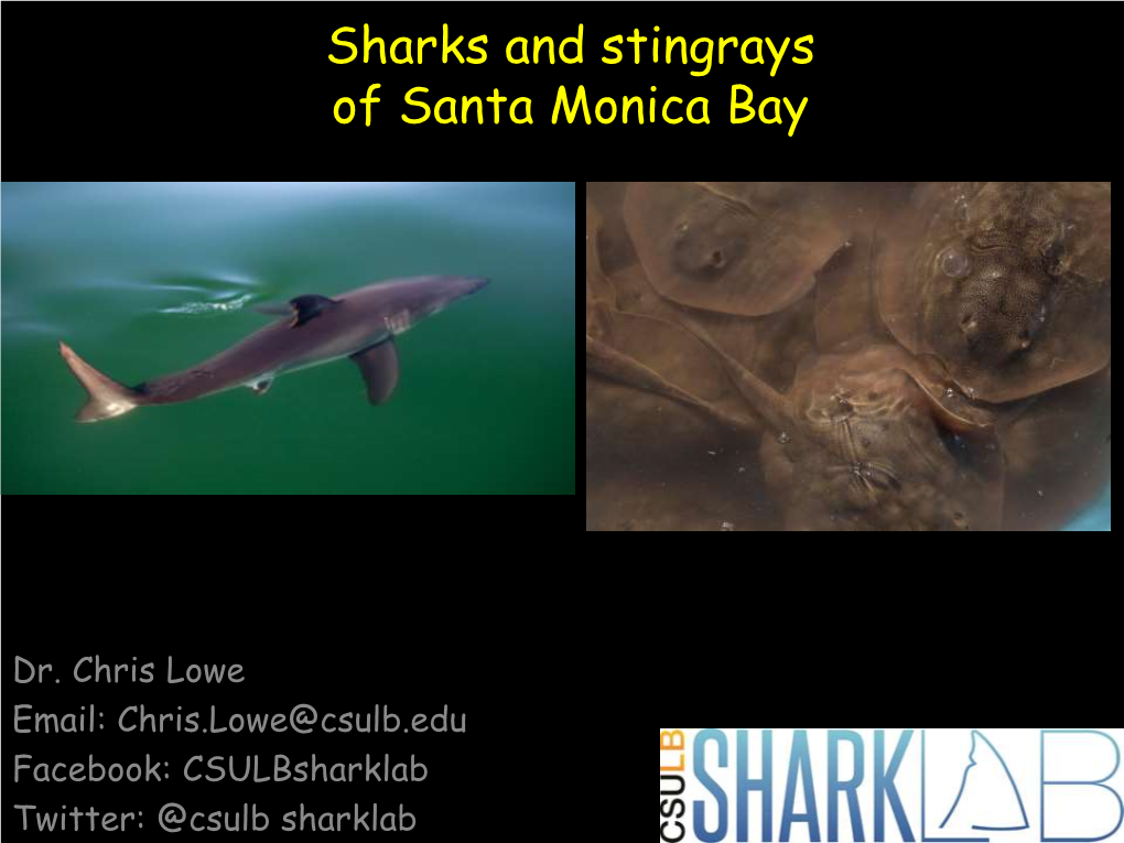 Sharks and Stingrays of Santa Monica Bay