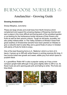Amelanchier - Growing Guide