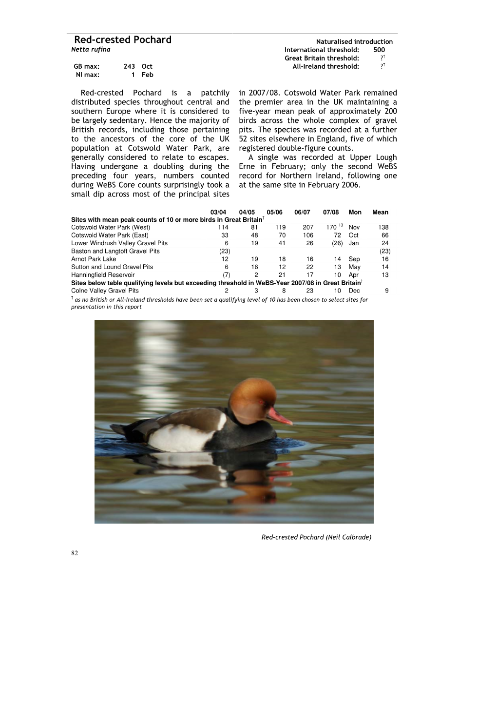 Red-Crested Pochard