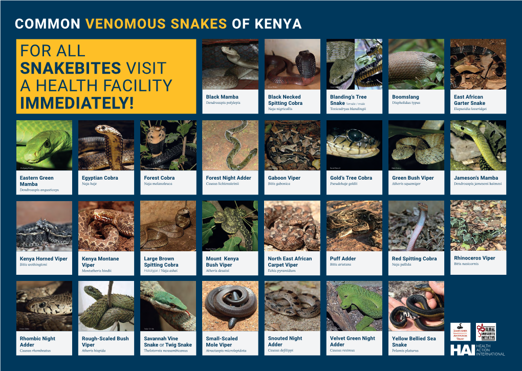 Common Venomous Snakes of Kenya