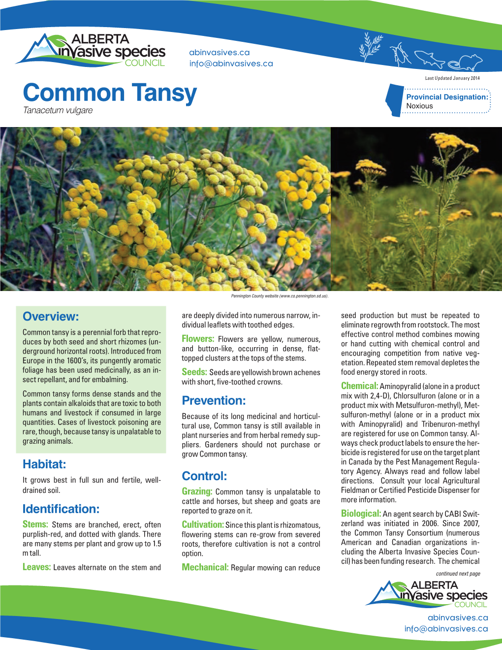 Common Tansy