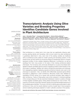 Transcriptomic Analysis Using Olive Varieties and Breeding Progenies