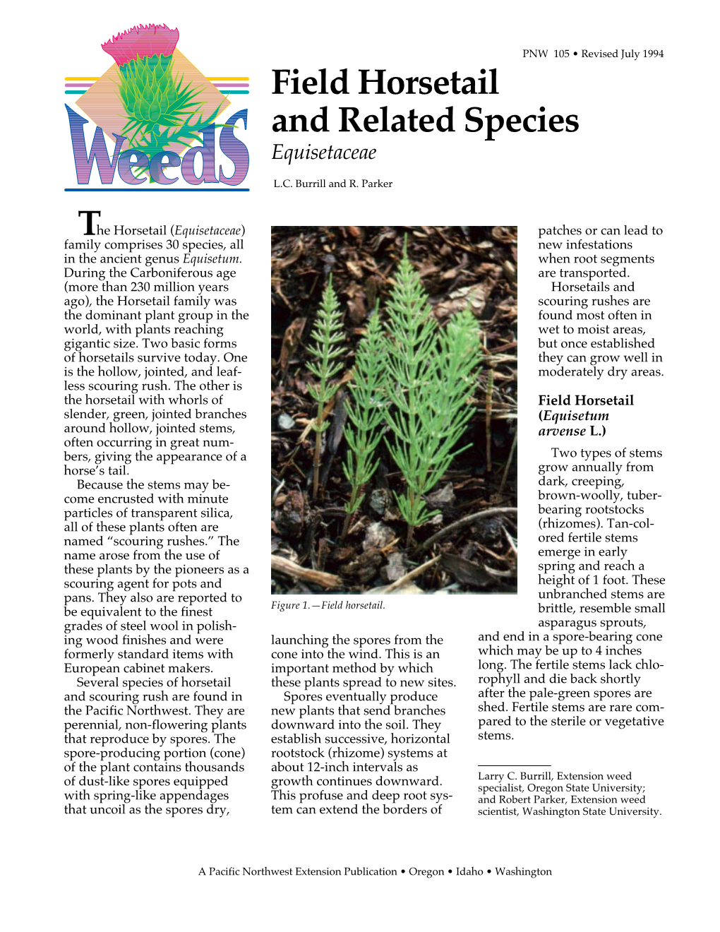 Field Horsetail and Related Species (Equisetaceae)