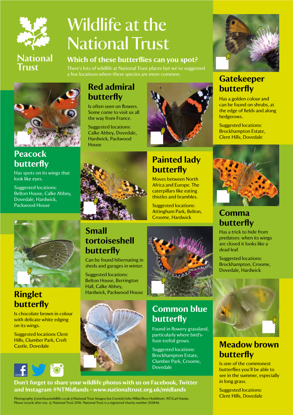 Butterfly Spotter's Guide