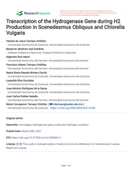 Transcription of the Hydrogenase Gene During H2 Production in Scenedesmus Obliquus and Chlorella Vulgaris