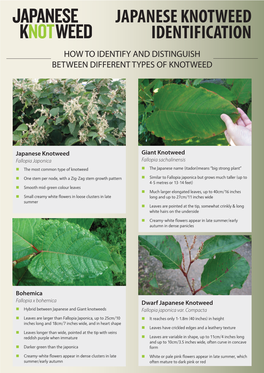 Japanese Knotweed Identification Guide, Here