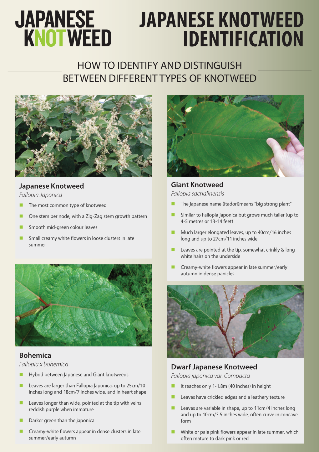 Japanese Knotweed Identification Guide, Here - DocsLib