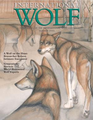 A Wolf on the Hunt: Researcher Relates Intimate Encounter