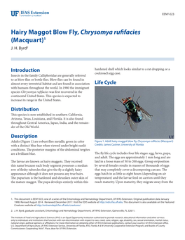 Hairy Maggot Blow Fly, Chrysomya Rufifacies (Macquart)1 J