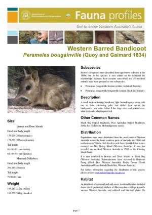 Western Barred Bandicoot Perameles Bougainville (Quoy and Gaimard 1834)