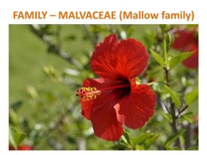 FAMILY – MALVACEAE (Mallow Family) Systematic Position: Class : Dicotyledons Subclass : Polypetalae Series : Thalamiflorae Order : Malvales Family : Malavaceae