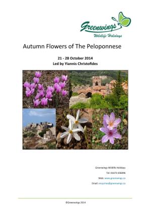Autumn Flowers of the Peloponnese