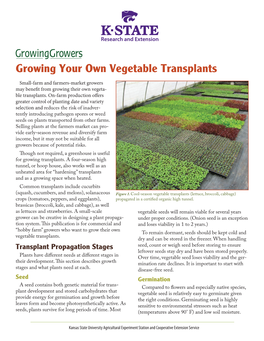 Growing Your Own Vegetable Transplants