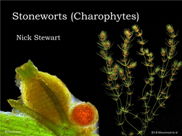 Stoneworts (Charophytes)