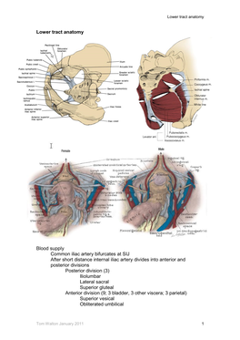 Ower Urinary Tract Anatomy