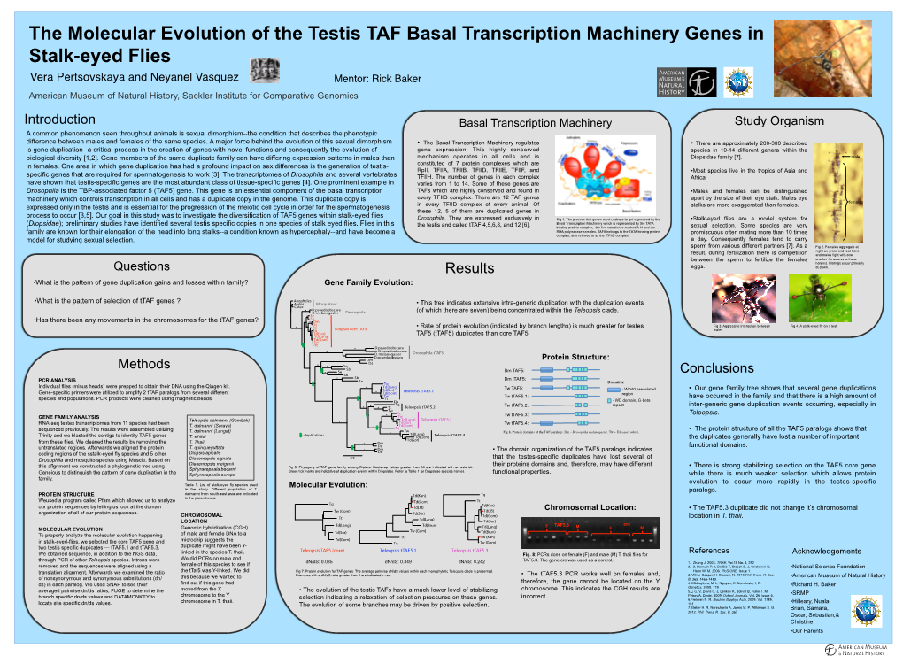 The Molecular Evolution of the Testis TAF Basal Transcription Machinery Genes in Stalk-Eyed Flies