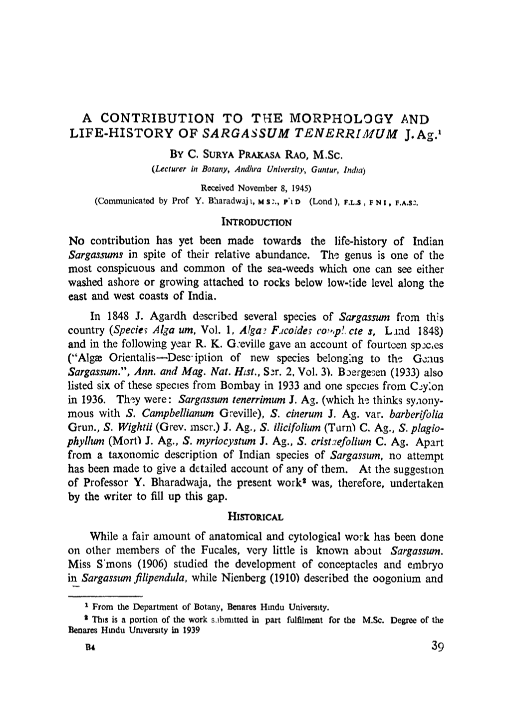 SARGASSUM TENERRIMUM J.Ag.' by C