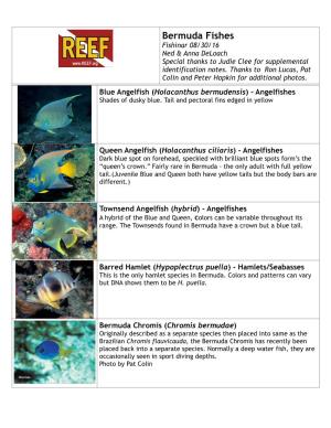 Bermuda Fishes Fishinar 08/30/16 Ned & Anna Deloach Special Thanks to Judie Clee for Supplemental ! Identification Notes