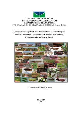 Composição De Gafanhotos (Orthoptera, Acridoidea) Em Áreas De Cerrados E Lavouras Na Chapada Dos Parecis, Estado De Mato Grosso, Brasil