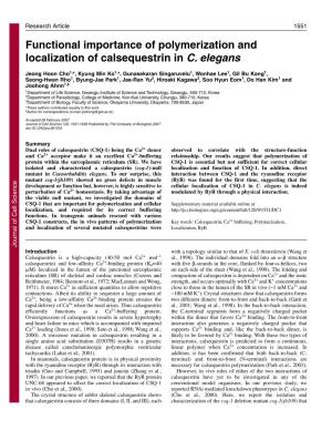 Functional Importance of Polymerization and Localization of Calsequestrin in C