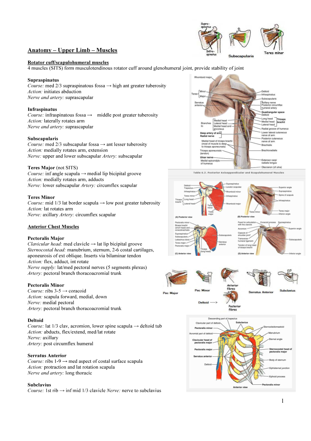 1 Anatomy Upper Limb Muscles Docslib 0636