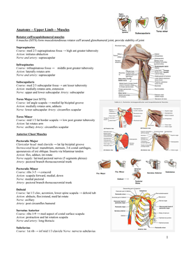 1 Anatomy – Upper Limb – Muscles