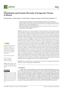 Distribution and Genetic Diversity of Grapevine Viruses in Russia