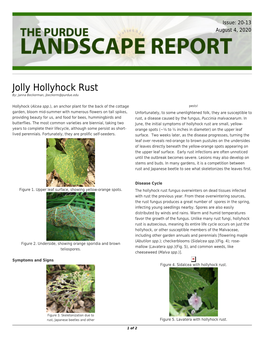 Jolly Hollyhock Rust By: Janna Beckerman, Jbeckerm@Purdue.Edu