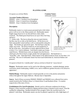 Planting Guide: Eryngium Yuccifolium Iowa Germplasm (Rattlesnake Master)