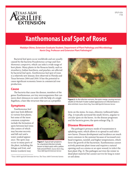 Xanthomonas Leaf Spot of Roses