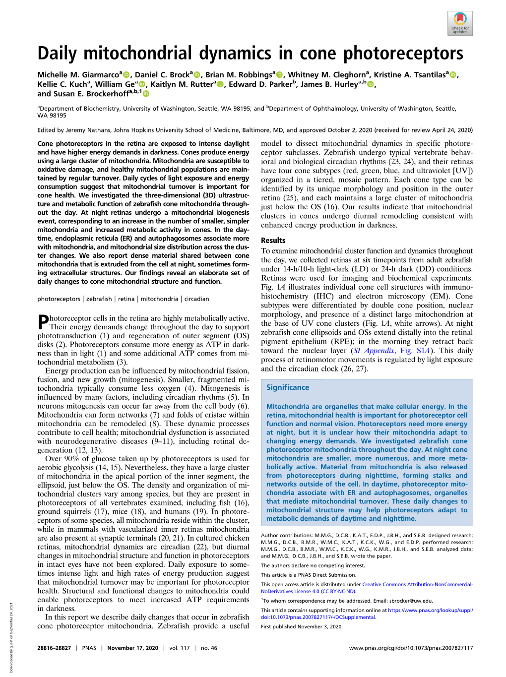 Daily Mitochondrial Dynamics in Cone Photoreceptors