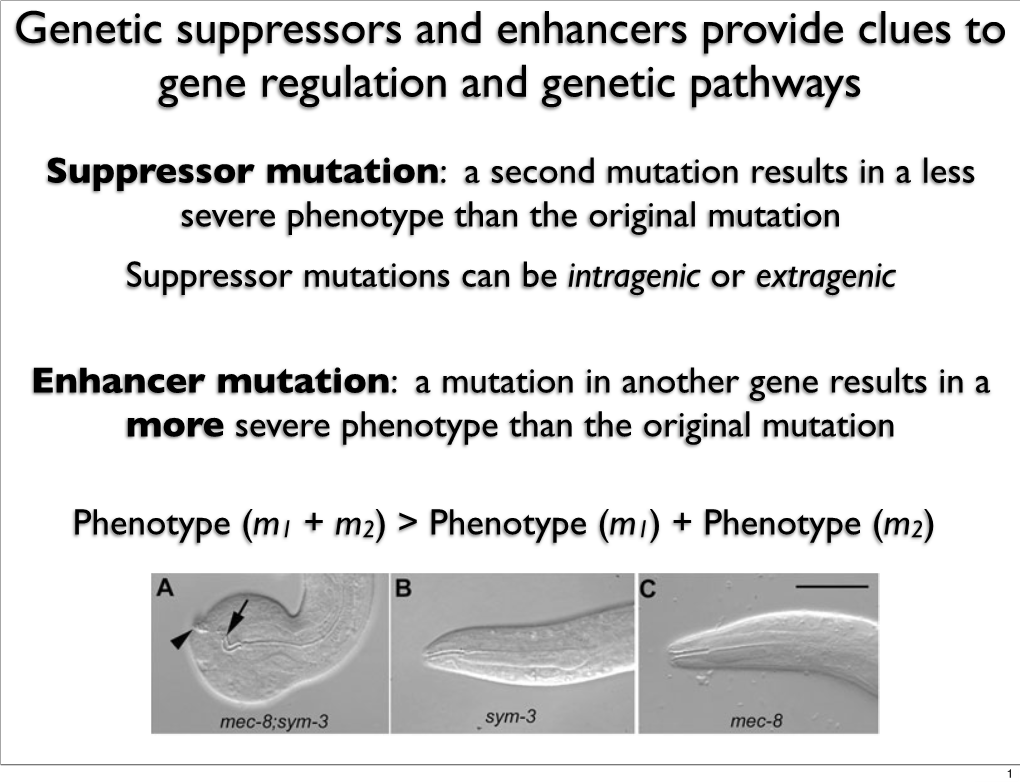 Genetic Suppressors and Enhancers Provide Clues to Gene Regulation and Genetic Pathways