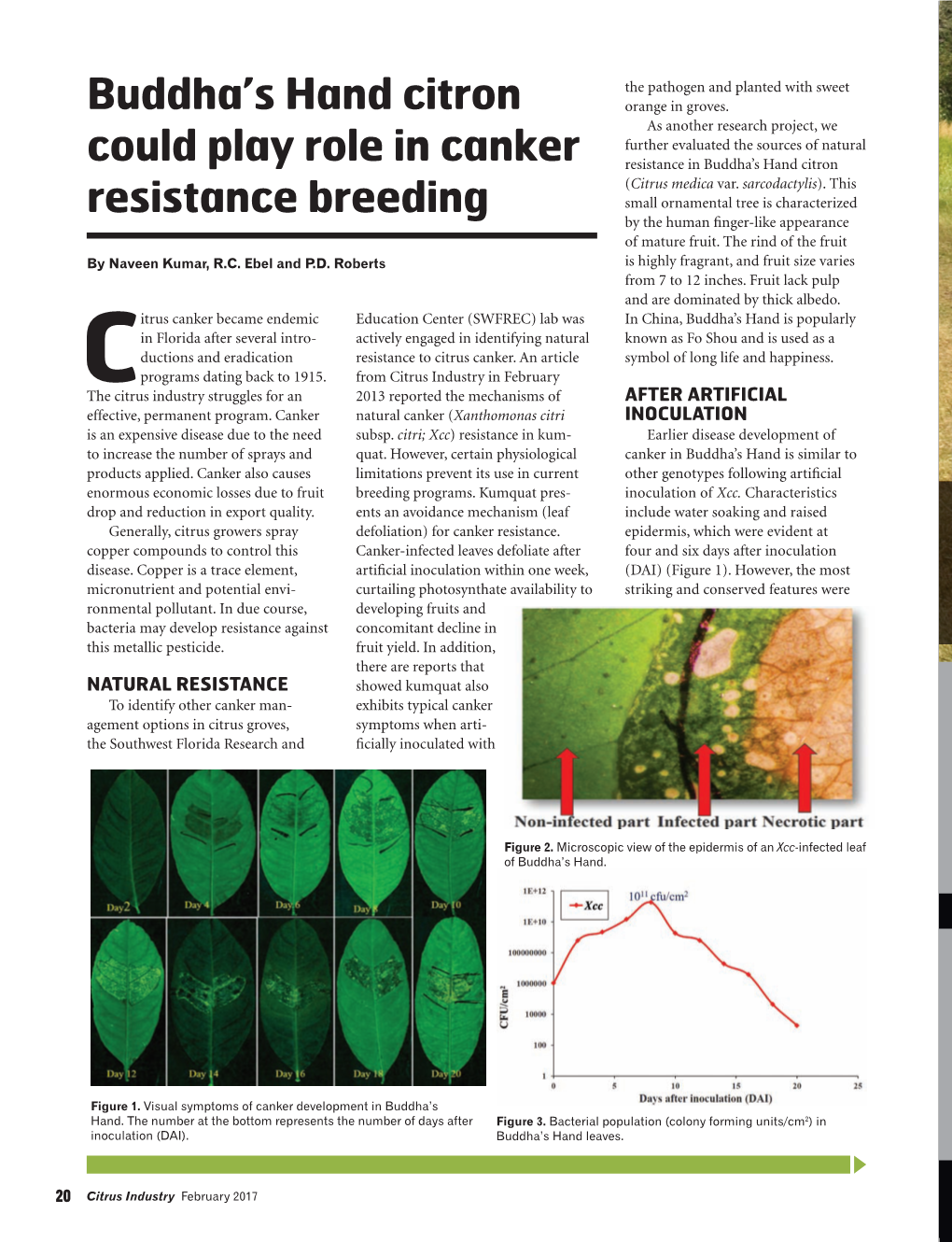 Buddha's Hand Citron Could Play Role in Canker Resistance Breeding