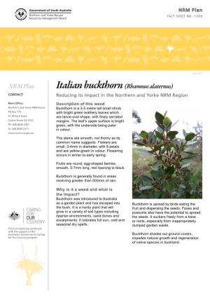 NRM Plan Italian Buckthorn (Rhamnus Alaternus) CONTACT Reducing Its Impact in the Northern and Yorke NRM Region