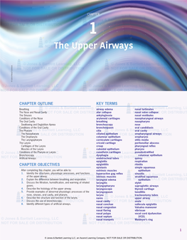 The Upper Airways