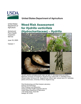 Weed Risk Assessment for Hydrilla Verticillata (Hydrocharitaceae)