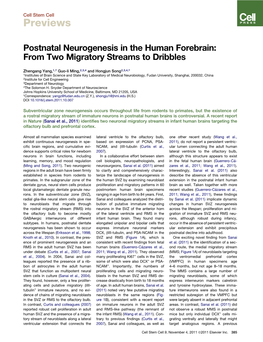 Postnatal Neurogenesis in the Human Forebrain: from Two Migratory Streams to Dribbles