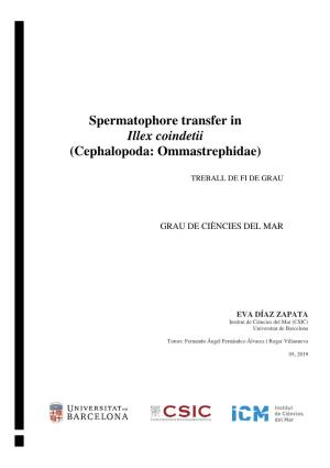 Spermatophore Transfer in Illex Coindetii (Cephalopoda: Ommastrephidae)