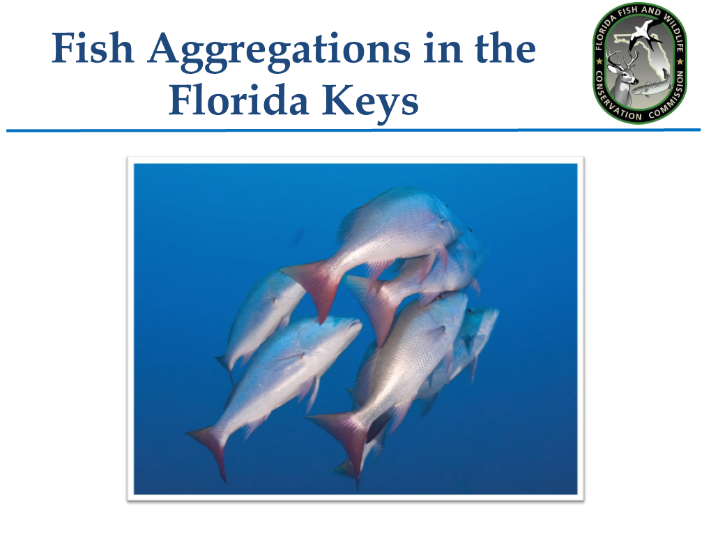 Fish Aggregations in the Florida Keys Observations of Mutton Snapper on Riley’S Hump