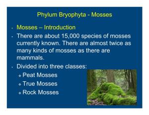 Phylum Bryophyta - Mosses