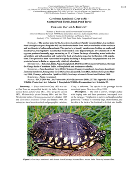 Geoclemys Hamiltonii (Gray 1830) – Spotted Pond Turtle, Black Pond Turtle