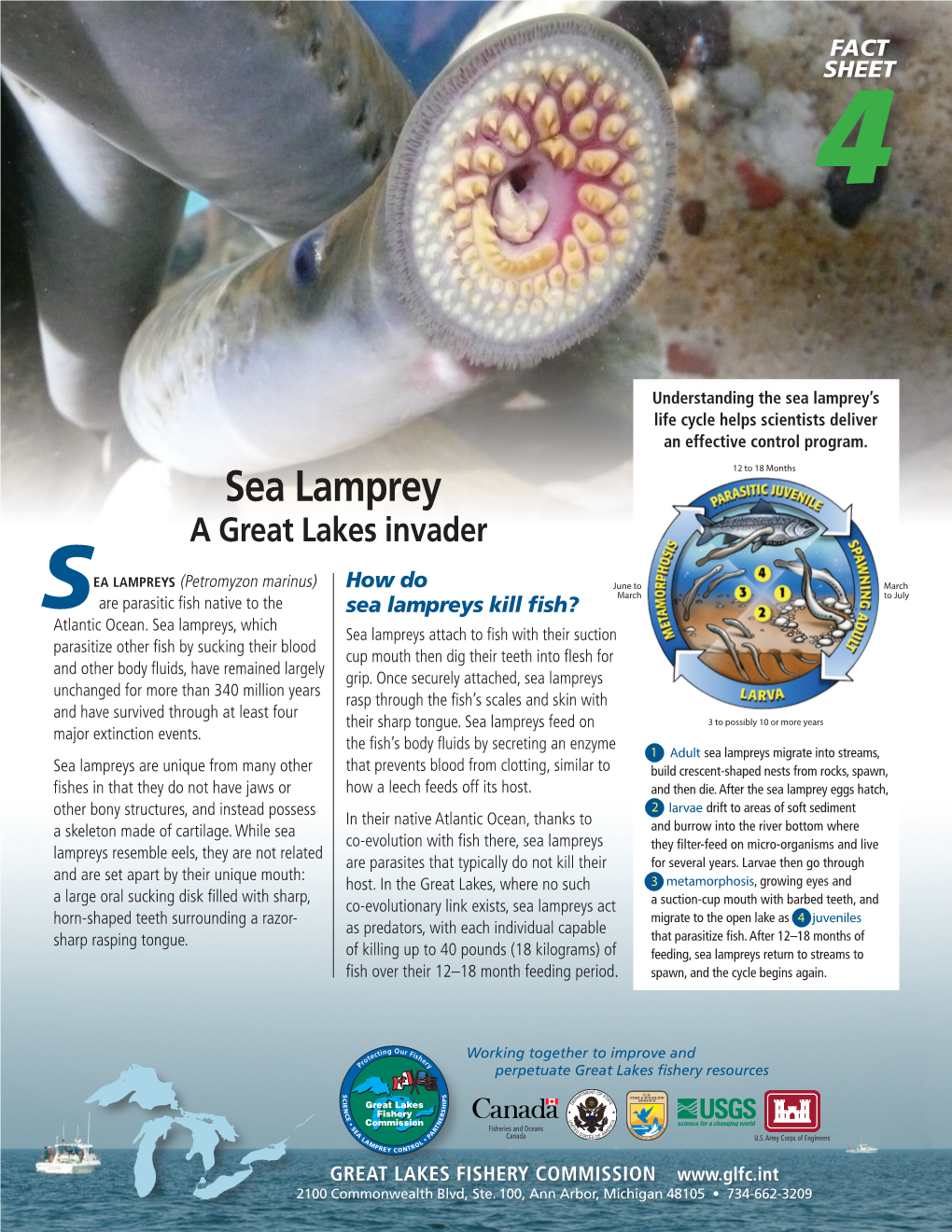 Sea Lamprey’S Life Cycle Helps Scientists Deliver an Effective Control ...