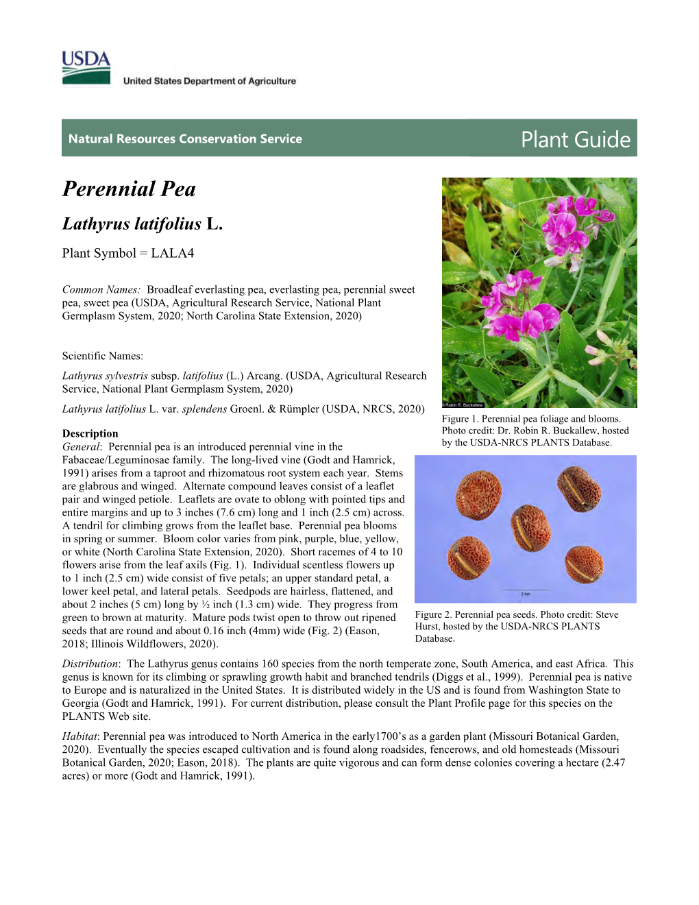 Plant Guide for Perennial Pea (Lathyrus Latifolius)