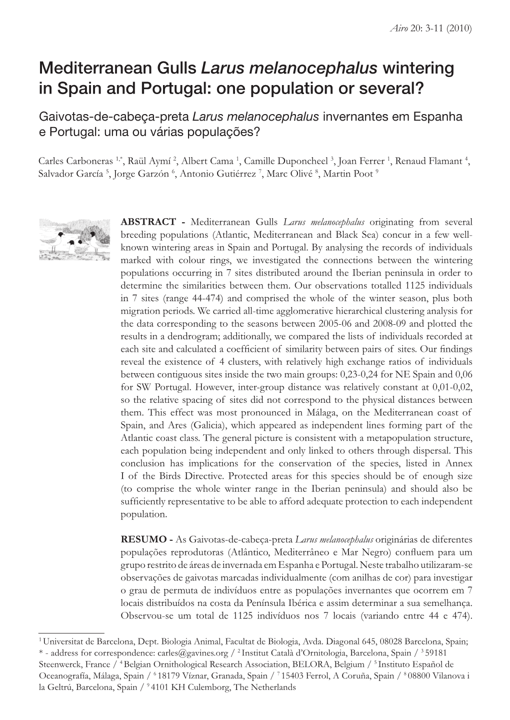 Mediterranean Gulls Larus Melanocephalus Wintering in Spain and Portugal: One Population Or Several?